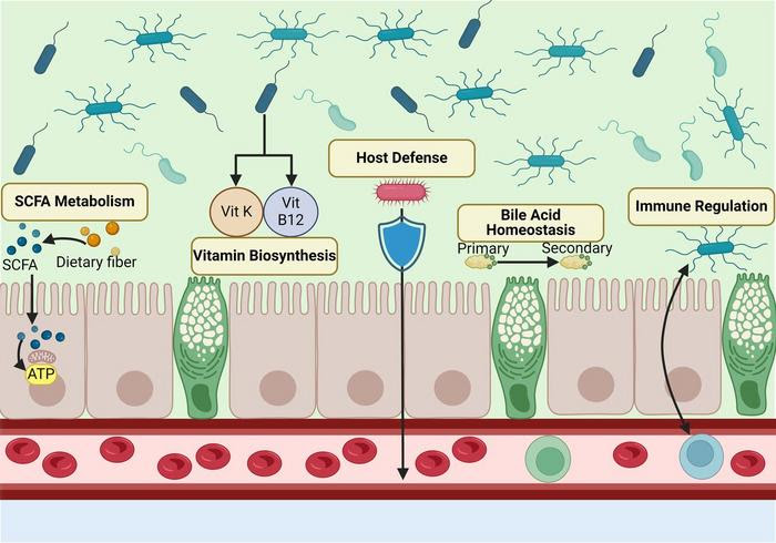 Functions of the gut microbiome.