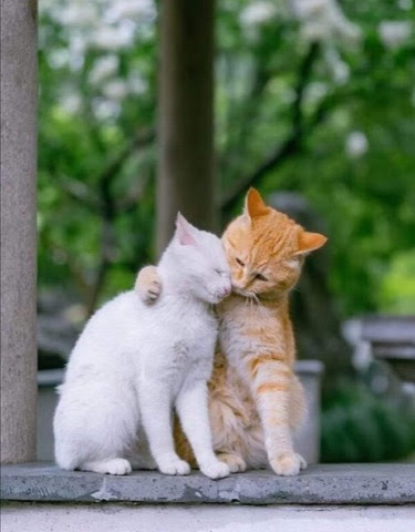 Cat-Love