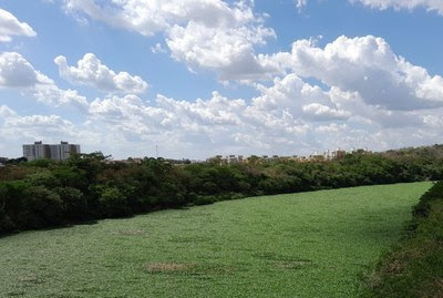 Fotografia do Rio Poti, coberto por aguapés e ladeado por margens cobertas por vegetação