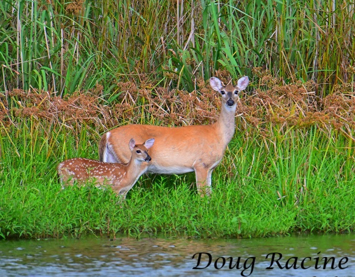 Deer Doug Racine