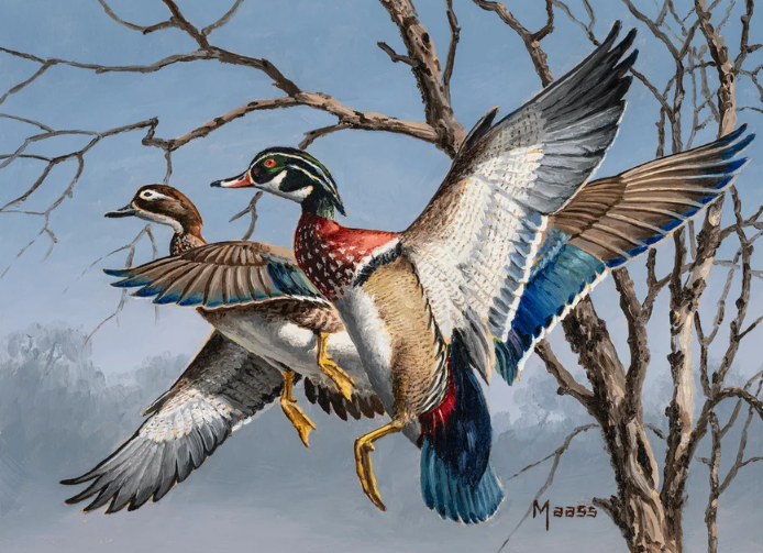 Illustration of a pair of Wood Ducks in flight, with trees and misty forests in the background.