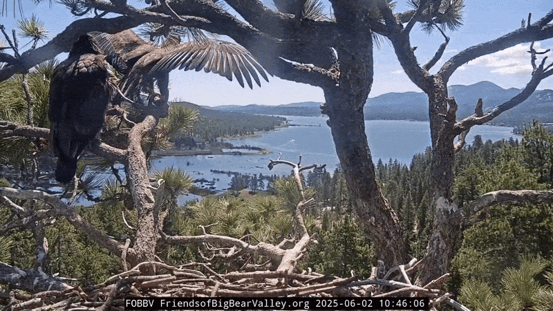 image linking to Playing For Change's Rendition of Fly Like an Eagle