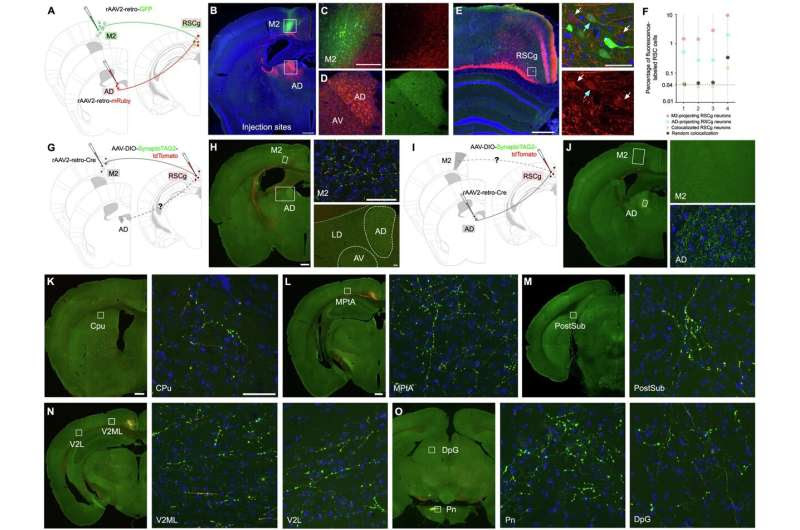 Study reveals new insights into how we navigate space and store memories