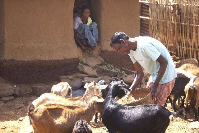 Goat Farm in India’s Badabasko village, and farmer Jaiprakash Paharia