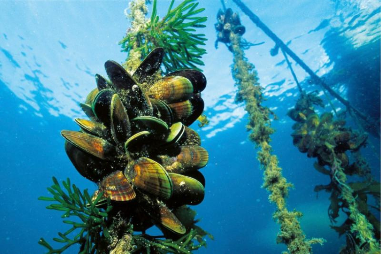 Mussel longline aquaculture. Credit: Darryl Torckler