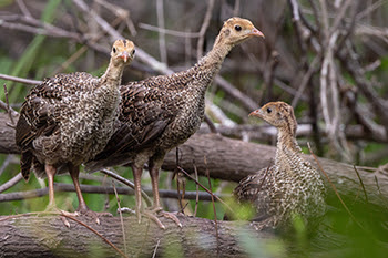 group of wild turkey poults in forest