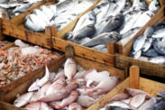 Fish on display at the market in wooden crates