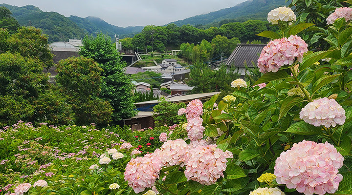 Myoken-ji Temple (Hydrangea Temple)