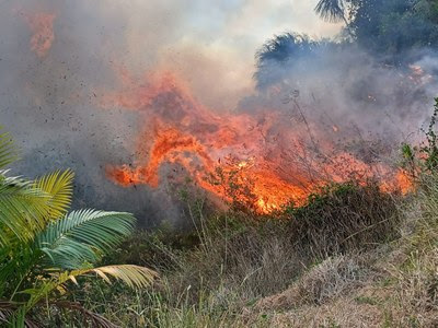 Fogo intenso consumindo arbustos e vegetação, com chamas altas e cores vibrantes alaranjadas. Folhagens verdes aparecem parcialmente no canto inferior esquerdo.