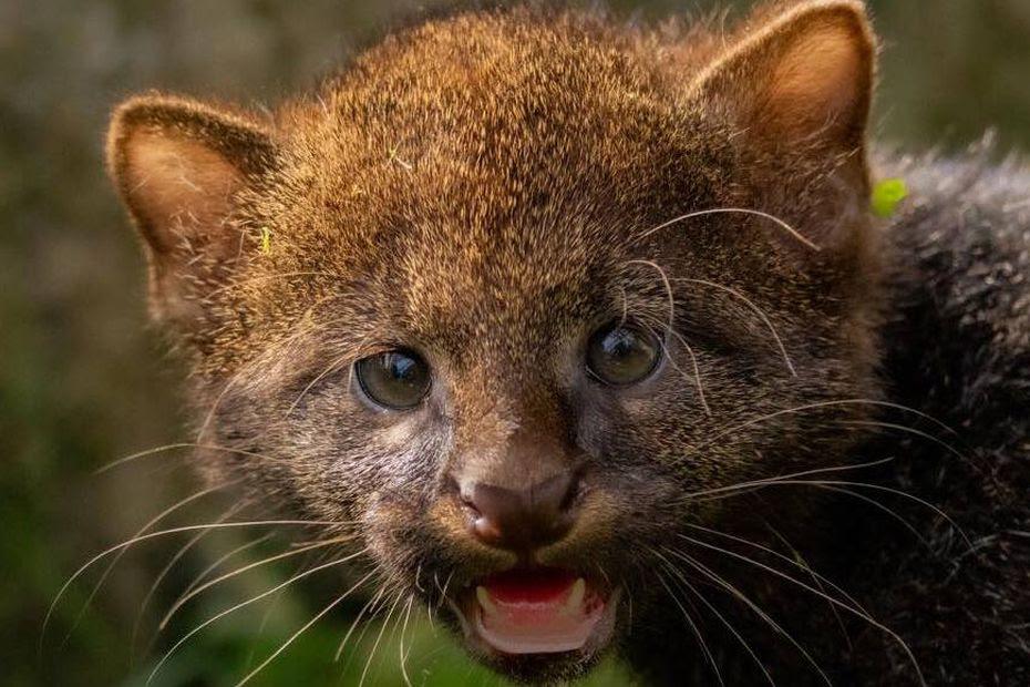 VIDÉO. Un bébé jaguarondi est né au Domaine des Fauves : 'Il commence à prendre le même caractère que sa mère'