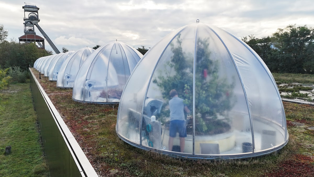 A drone view shows a scientist picking pears in Ecotron, a research facility in which researchers from the University of Hasselt are studying the effects of climate change on biodiversity, in Maasmechelen, Belgium.