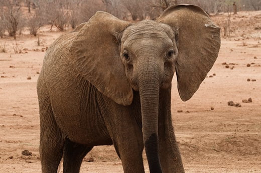 Terrifié et traumatisé, Murphy a eu du mal à s’adapter. Il commence peu à peu à prendre ses marques depuis que Mojo, un autre éléphanteau pris en charge au refuge, l’a pris sous son aile. © Wild is Life