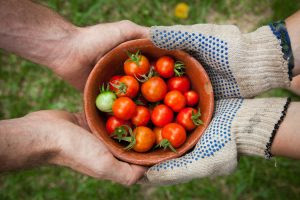 A person hands another person a bowl of freshly picked tomatoes.