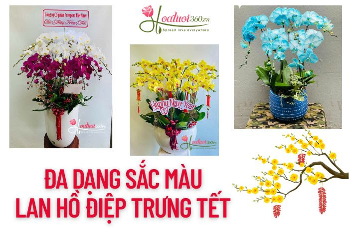 Đa dạng sắc màu lan hồ điệp trưng tết đẹp nhất quận 3