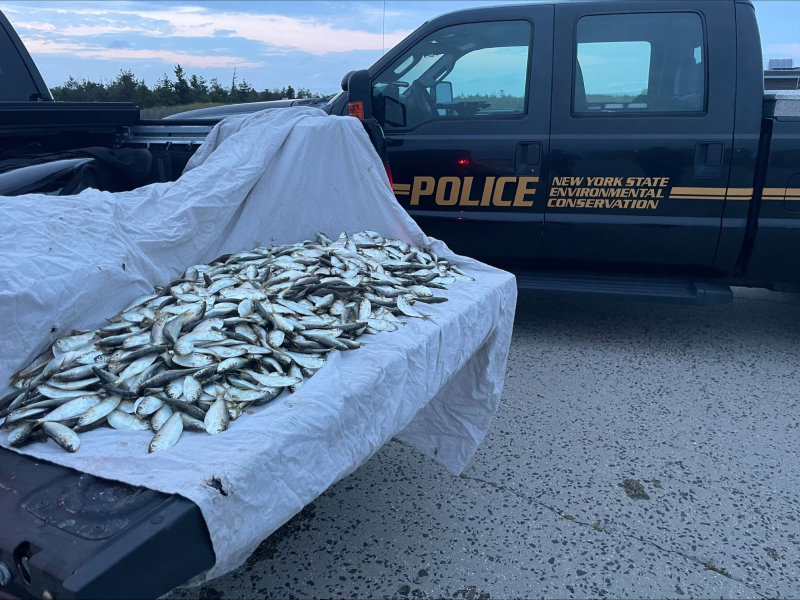 Seized fish piled on a sheet in the bed of a truck