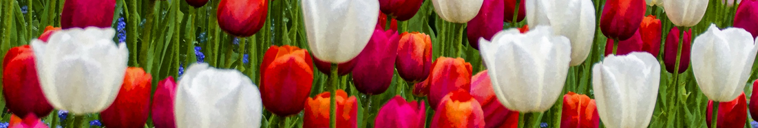 Decorative Tulip banner.