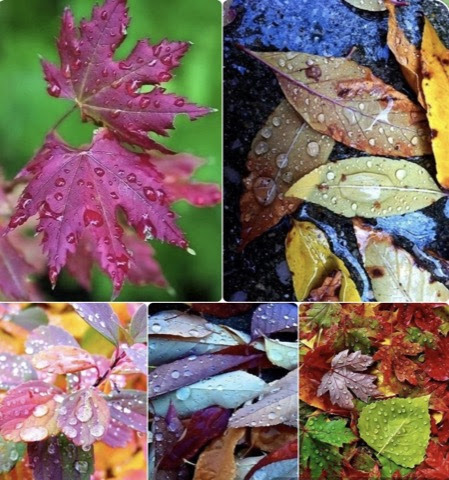 Fall-Collage-Colorful-Leaves