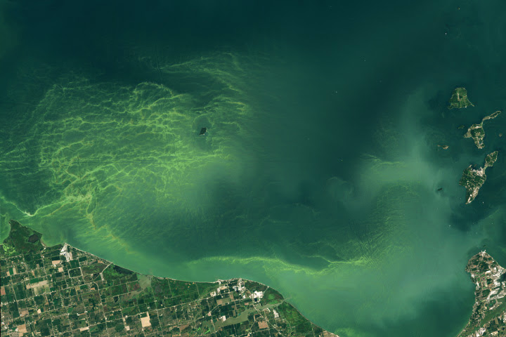 Lake Erie Blooms