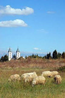 sheep at St. James