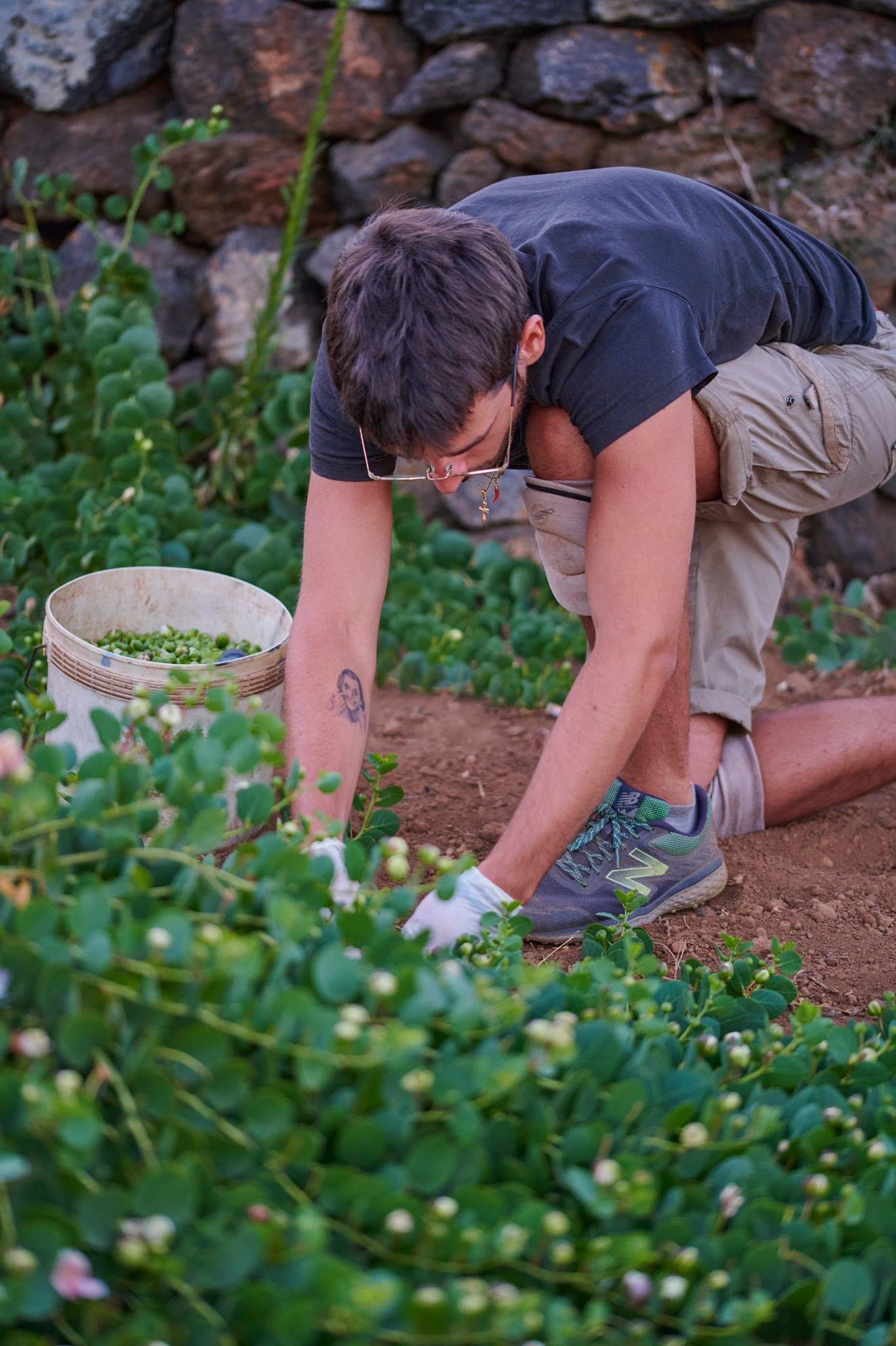 la nicchia pantelleria caper harvesting