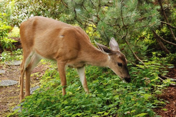 Deer eating groundcover plants