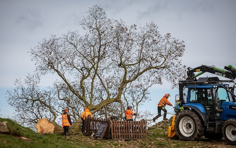 Sycamore Gap tree cuttings show signs of life