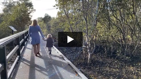 Mangrove video