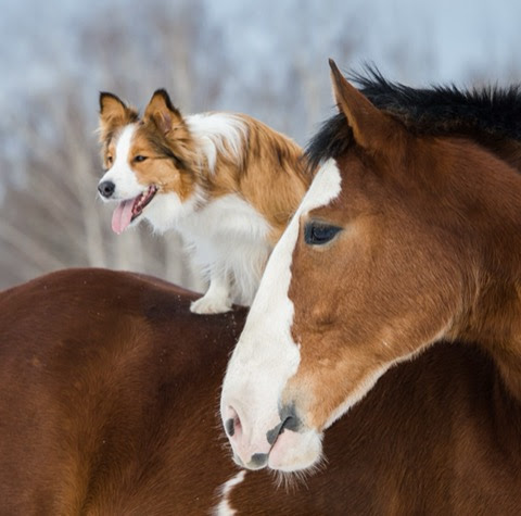 Dog-Horse