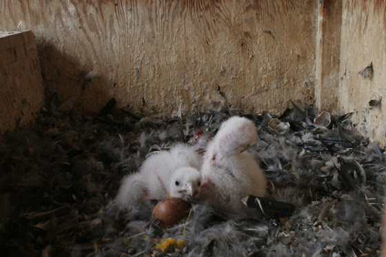 Peregrine falcon chicks and eggs