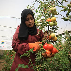 Woman in Gaza picking tomatoes
