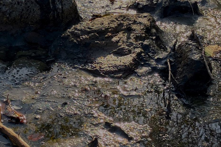 Connaissez-vous la source bitumeuse de Clermont-Ferrand, véritable curiosité naturelle ?