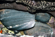 Three black abalone on the ocean floor under a coral branch