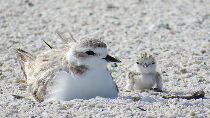 snowy plover and chick on beach