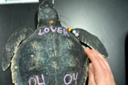 A cold-stunned sea turtle named “Lover” is examined and wearing a beaded friendship bracelet