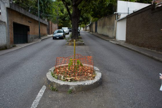 Cinco especies de árboles están amenazadas en la Gran Caracas