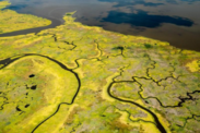 Aerial view of a vibrant green tidal marsh 