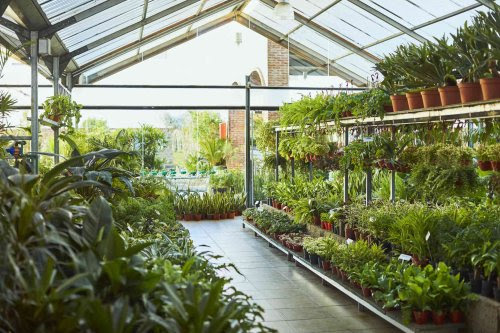 This Is the Best Place to Buy Plants for Your Garden, According to Pro Gardeners _medium