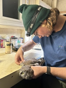 Trainee June measuring Boreal Owl