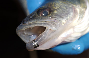 Anglers may catch fish with jaw tags, which are metal bands attached to a fish’s upper or lower jaw.