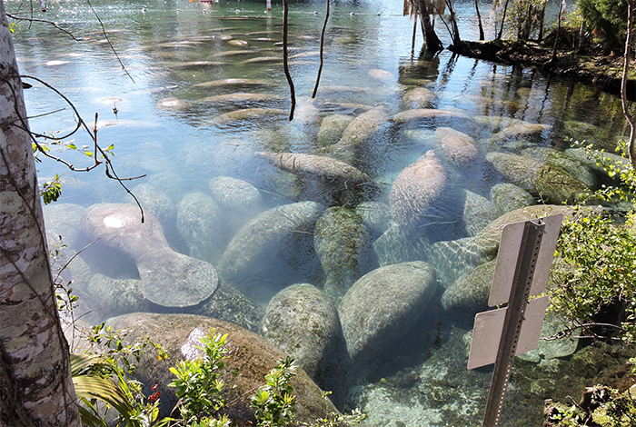 manatee aggregation