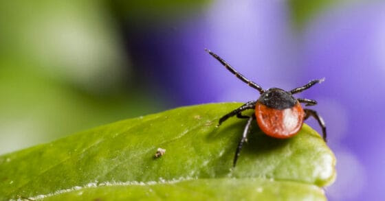 Tick Removal When Boating in Remote Places