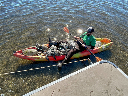 Sea turtles laying in a kayak after being rescued