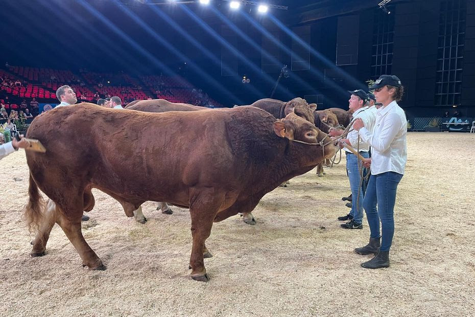 Sommet de l’élevage 2024. Lumière, foule, bruits : comment bien préparer sa vache avant un concours ?