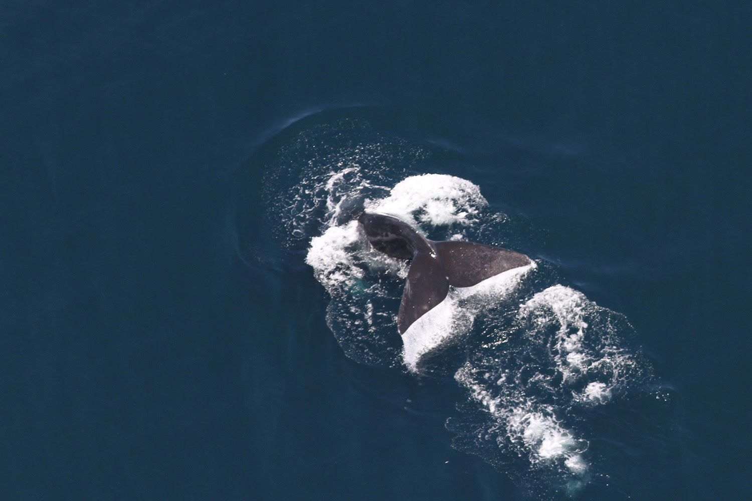 A North Atlantic right whale dives below the surface of the ocean. Its tail is above the ocean surface.