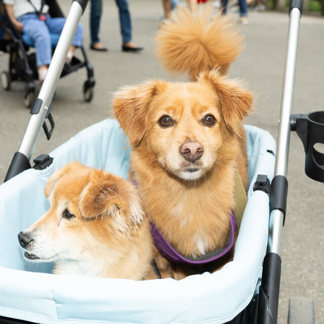 Two dogs in a stroller in Central Park.