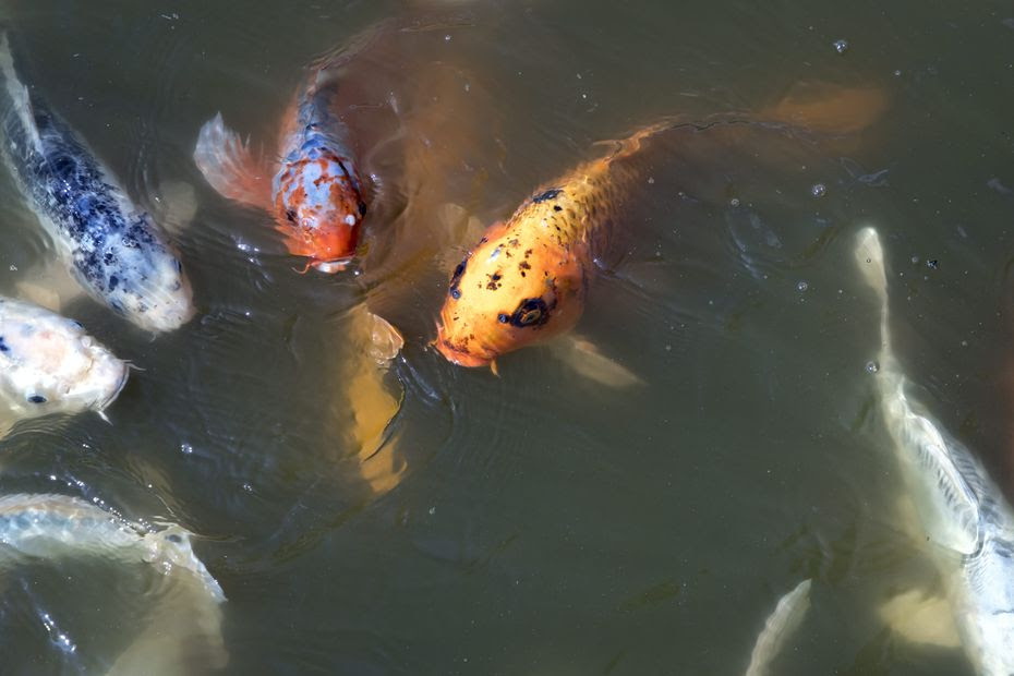 'Les carpes Koï sont des œuvres d'art vivantes', escale fraicheur et spirituelle dans un jardin aquitique de l'Ain