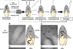 Infographic of eels in predator stomach