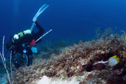 Diver swims among a coral reef