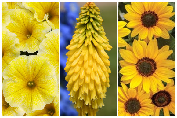 Yellow flowers