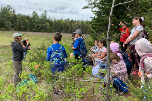 A group of children stand at the edge of a grassy clearing in an evergreen forest.